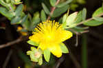 Myrtleleaf St. Johnswort